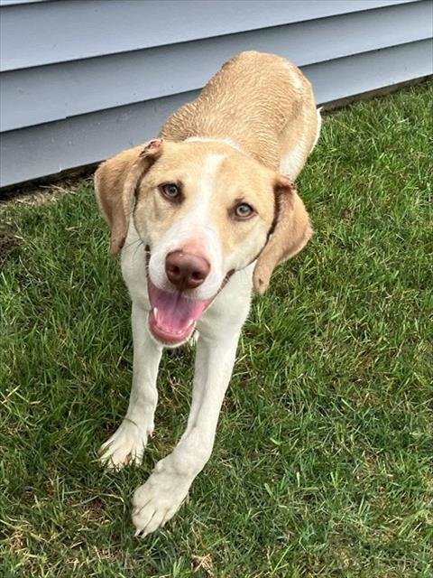 PLINK - Beagle for adoption in Peoria
