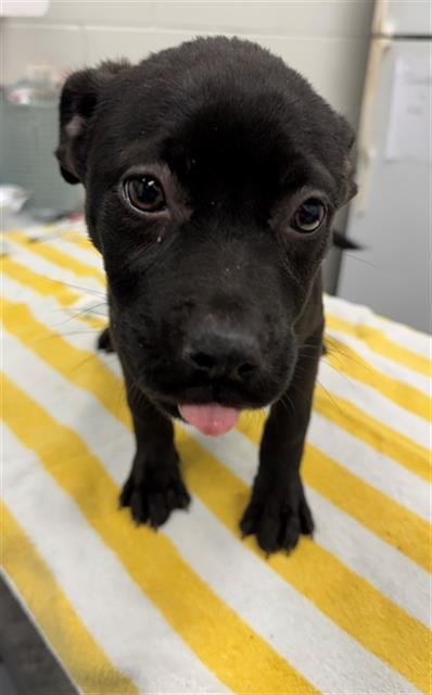 MILKWEED - Pit Bull Terrier available for adoption