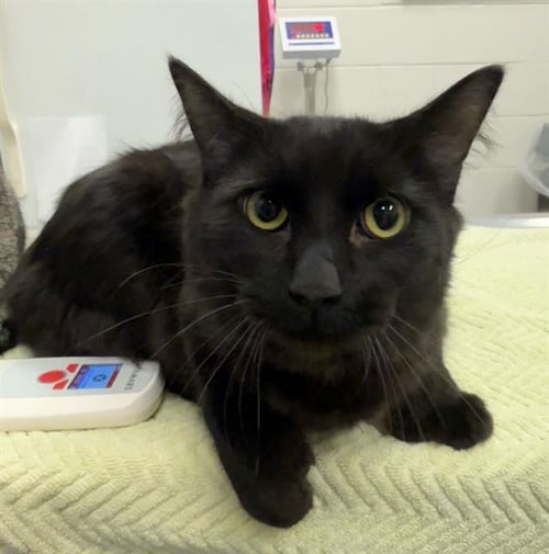 KAI - Domestic Long Hair available for adoption