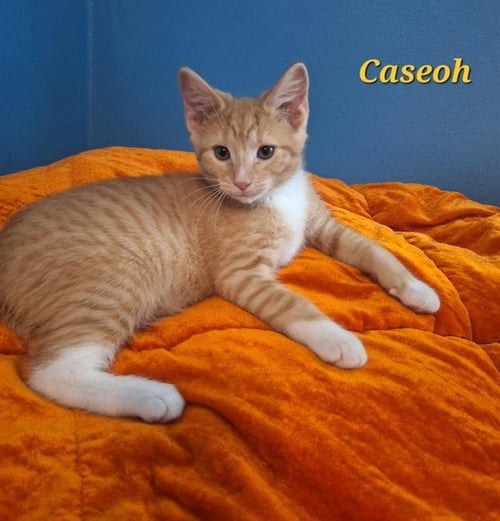 CASEOH - Domestic Short Hair available for adoption