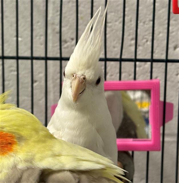 COCA COLA - Cockatiel available for adoption