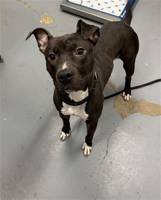 FELICIA - Pit Bull Terrier available for adoption