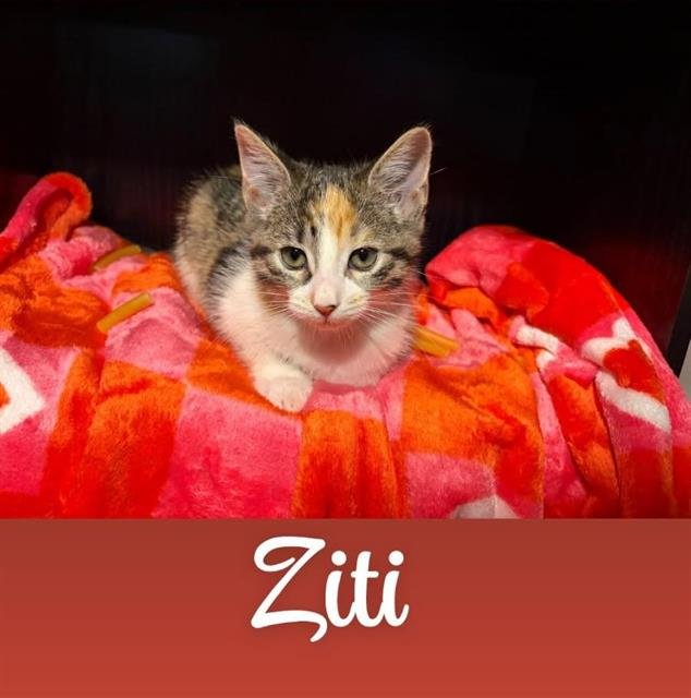 ZITI - Domestic Short Hair available for adoption