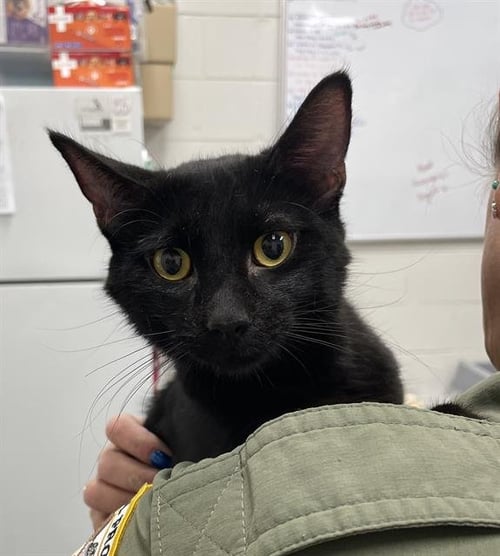 DAYSTAR - Domestic Short Hair available for adoption