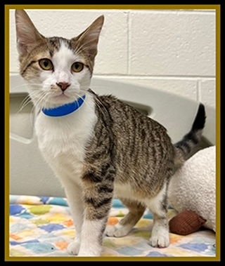 MEW-SIC BOX - Domestic Short Hair available for adoption