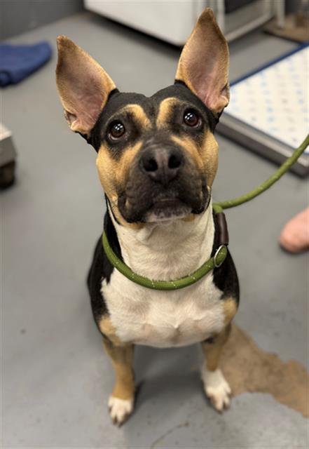 BROOKIE - Pit Bull Terrier available for adoption