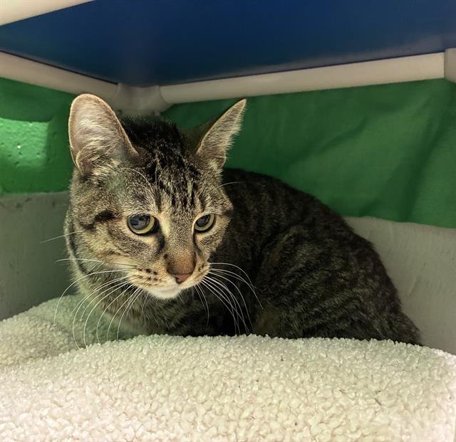 MAMA - Domestic Short Hair available for adoption