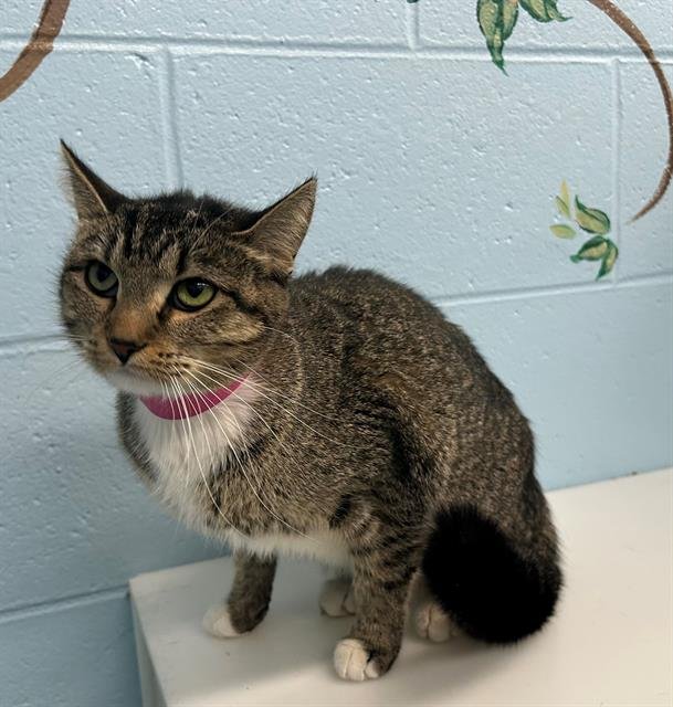 JACKIE - Domestic Short Hair available for adoption