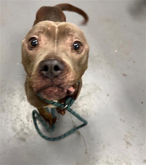 DIVET - Pit Bull Terrier available for adoption