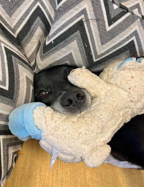 FORD - Labrador Retriever / Pit Bull Terrier available for adoption