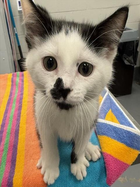 BRAMBLE - Domestic Short Hair available for adoption