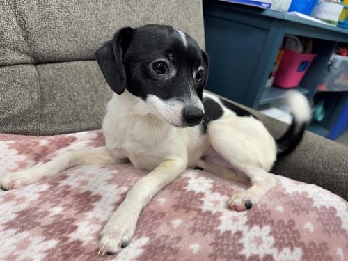 MAYDAY PARADE - Terrier available for adoption