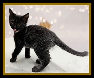 LAST CHRISTMAS - Domestic Medium Hair available for adoption