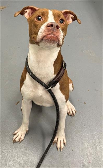 BUBBA GUMP - Boxer available for adoption