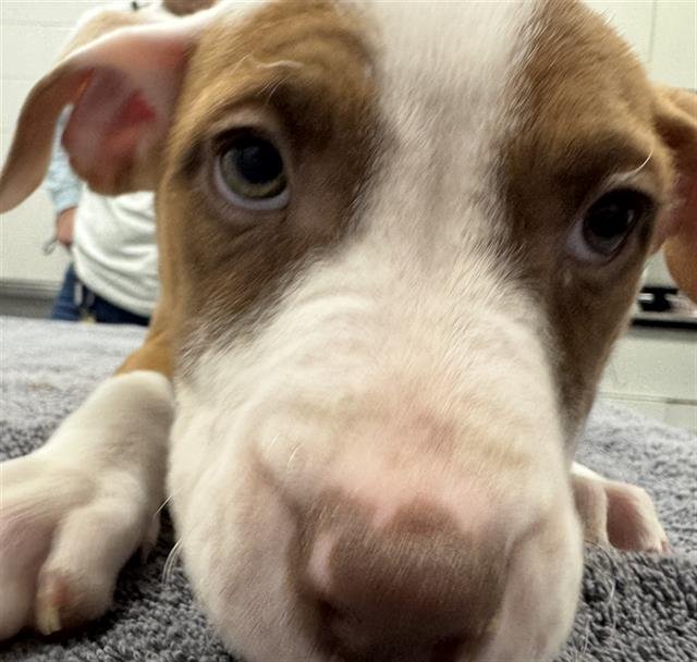 CHELSEA - Pit Bull Terrier available for adoption