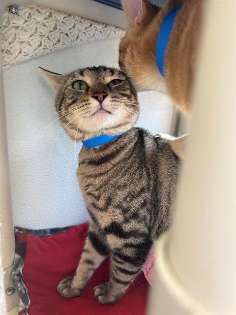 VESPER - Domestic Short Hair available for adoption