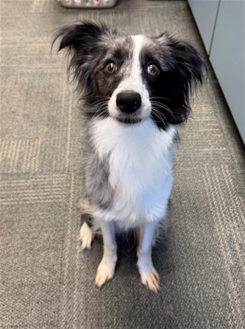 MERCURY - Australian Cattle Dog/Blue Heeler available for adoption
