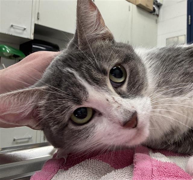 MOLLY - Domestic Short Hair available for adoption