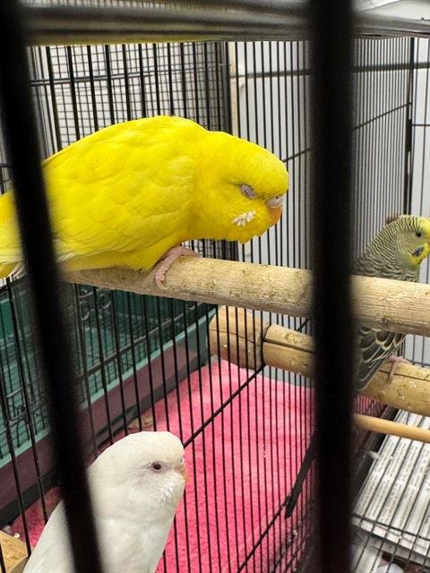 PACKER - Parakeet - Other available for adoption