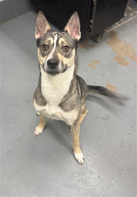 GRAVY BABY - Siberian Husky available for adoption