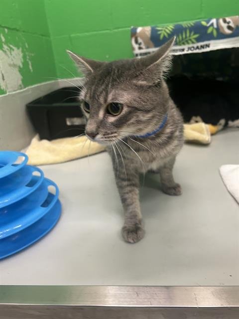 JAMES - Domestic Short Hair available for adoption