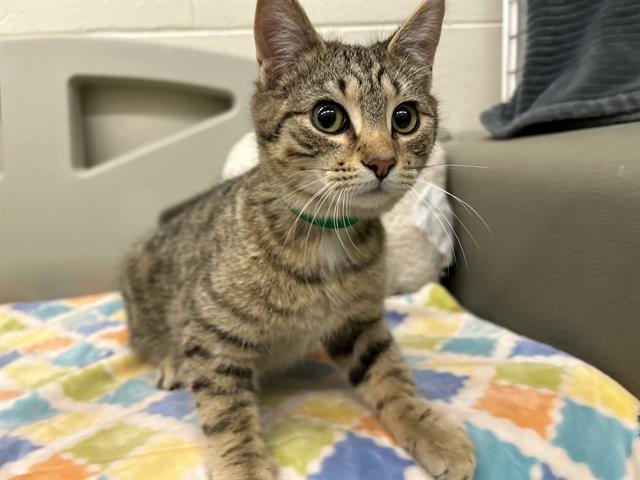 DAVID - Domestic Short Hair available for adoption