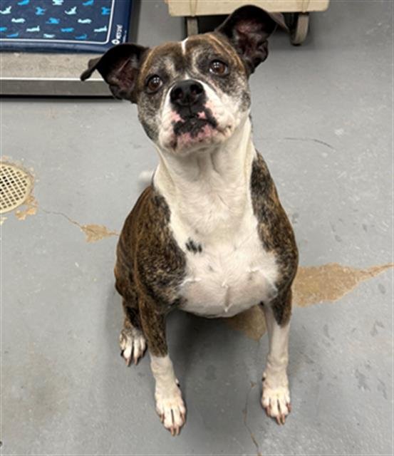 LILA - Boxer available for adoption