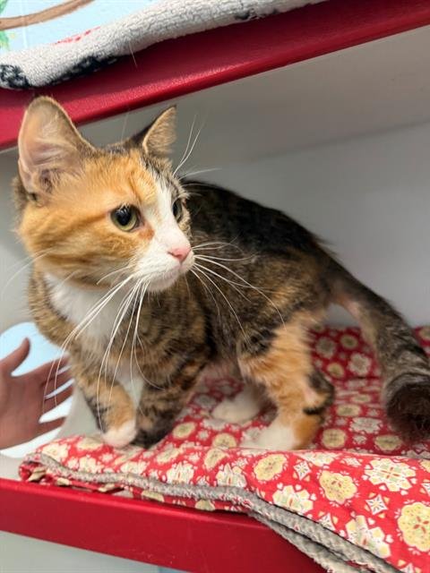 LING - Domestic Short Hair available for adoption