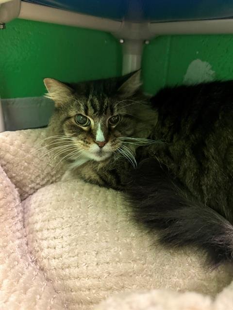 LOVERBOY - Domestic Long Hair available for adoption