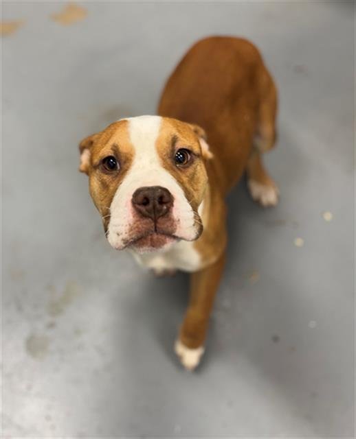 GROMWELL - Pit Bull Terrier available for adoption