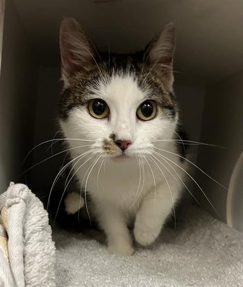 CRISS CROSS APPLE SAUCE