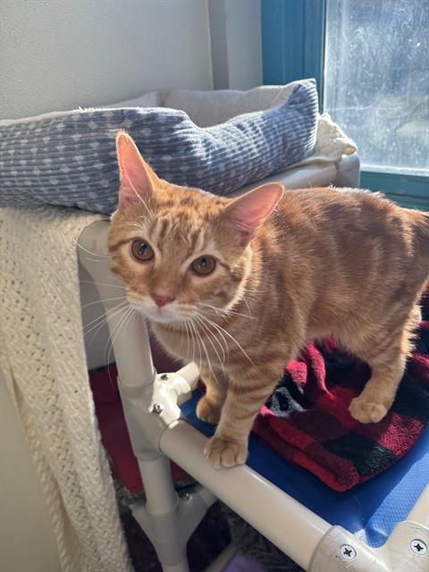 GARFIELD - Domestic Short Hair available for adoption