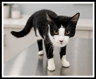 BAKLAVA - Domestic Short Hair available for adoption