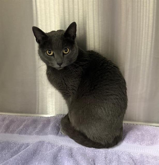 VIOLA - Domestic Short Hair available for adoption