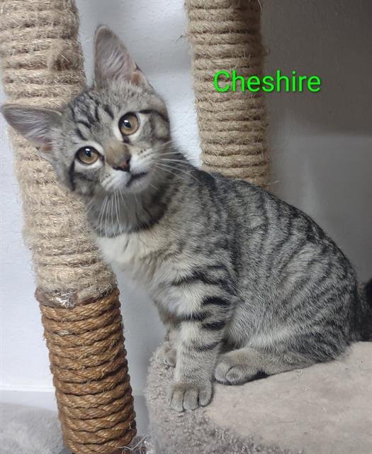 CHESHIRE - Domestic Short Hair available for adoption