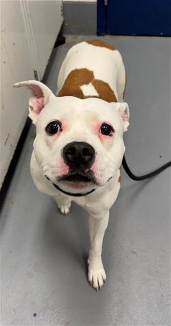 BLOSSOM - Pit Bull Terrier for adoption in Peoria