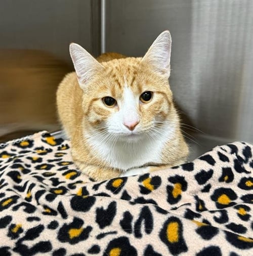 ROBBIE - Domestic Short Hair available for adoption