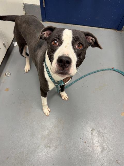 KELIS - Pit Bull Terrier available for adoption