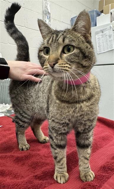 MIA - Domestic Short Hair available for adoption