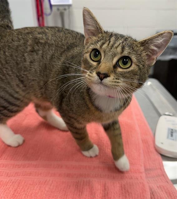 KELSEA - Domestic Short Hair available for adoption