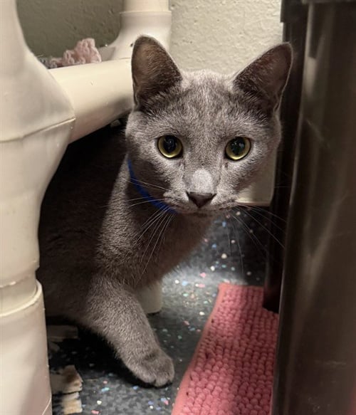 FIFTY SIX - Domestic Short Hair available for adoption