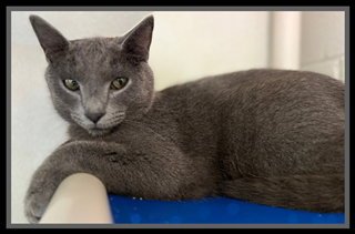 FIFTY SIX - Domestic Short Hair available for adoption