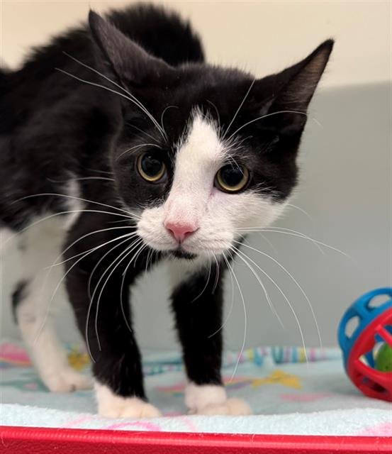 VONNIE - Domestic Medium Hair available for adoption