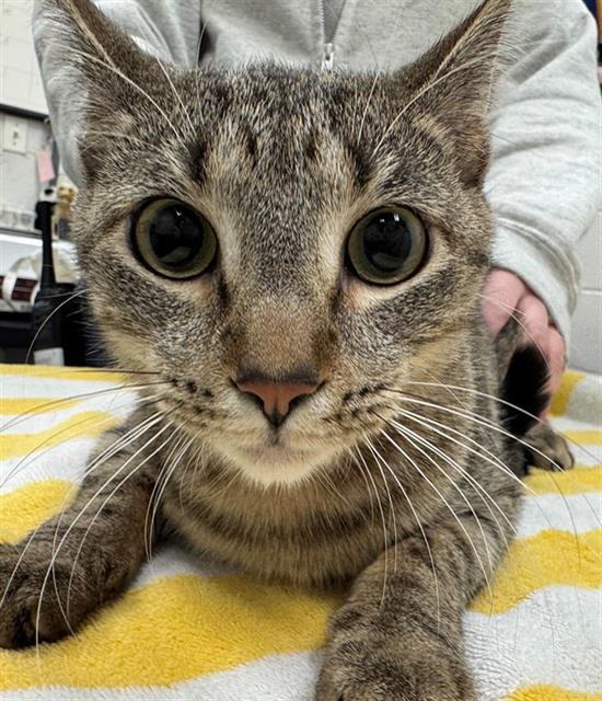 WARREN - Domestic Short Hair available for adoption