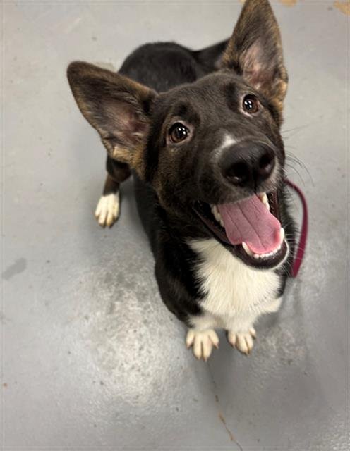 FLORRIE - Husky / Bearded Collie available for adoption