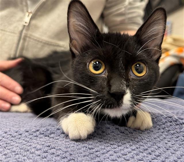 SHELIA - Domestic Medium Hair available for adoption