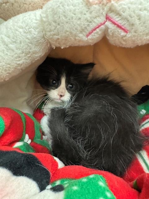 RUST - Domestic Short Hair for adoption in Peoria