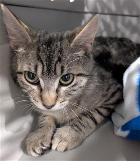 ARBOR - Domestic Short Hair available for adoption