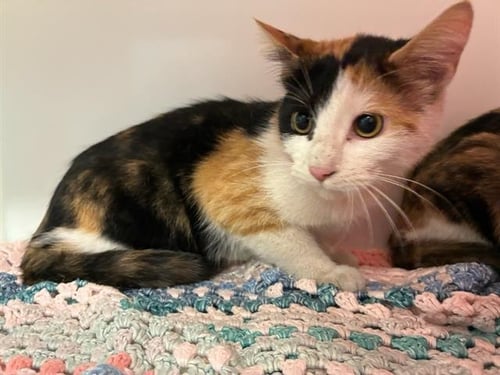 NIBBLZ - Domestic Short Hair available for adoption