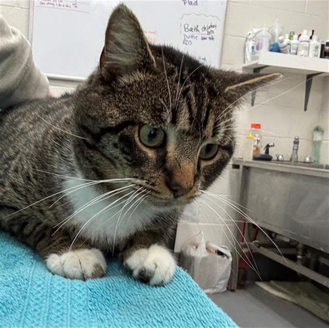 BUZZ - Domestic Short Hair available for adoption